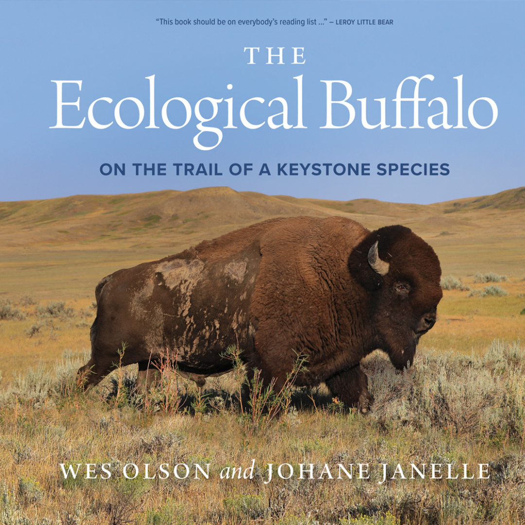 The Ecological Buffalo: On the Trail of a Keystone Species