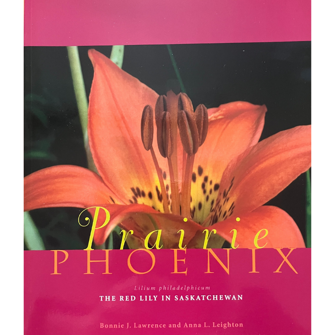 Prairie Phoenix: The Red Lily in Saskatchewan